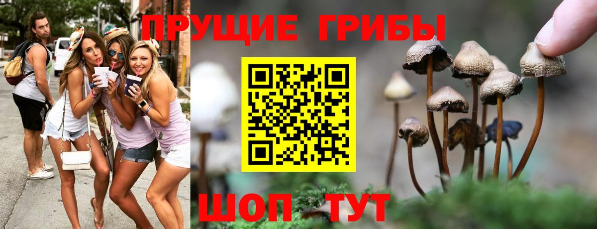 закладка  Вход с VPN  Каменка  Псилоцибиновые грибы Psilocybe 